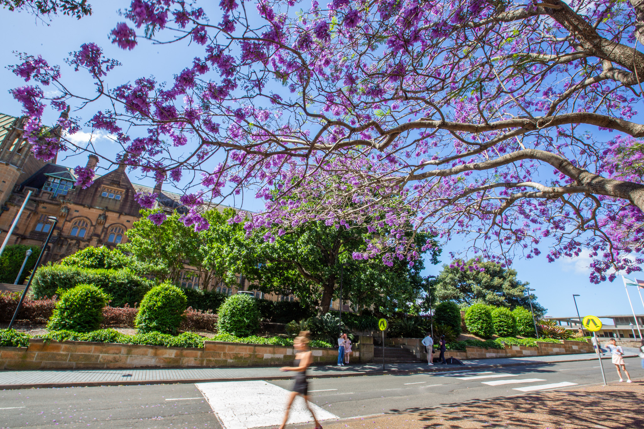 这是11月8日在澳大利亚悉尼大学拍摄的盛开的蓝花楹.