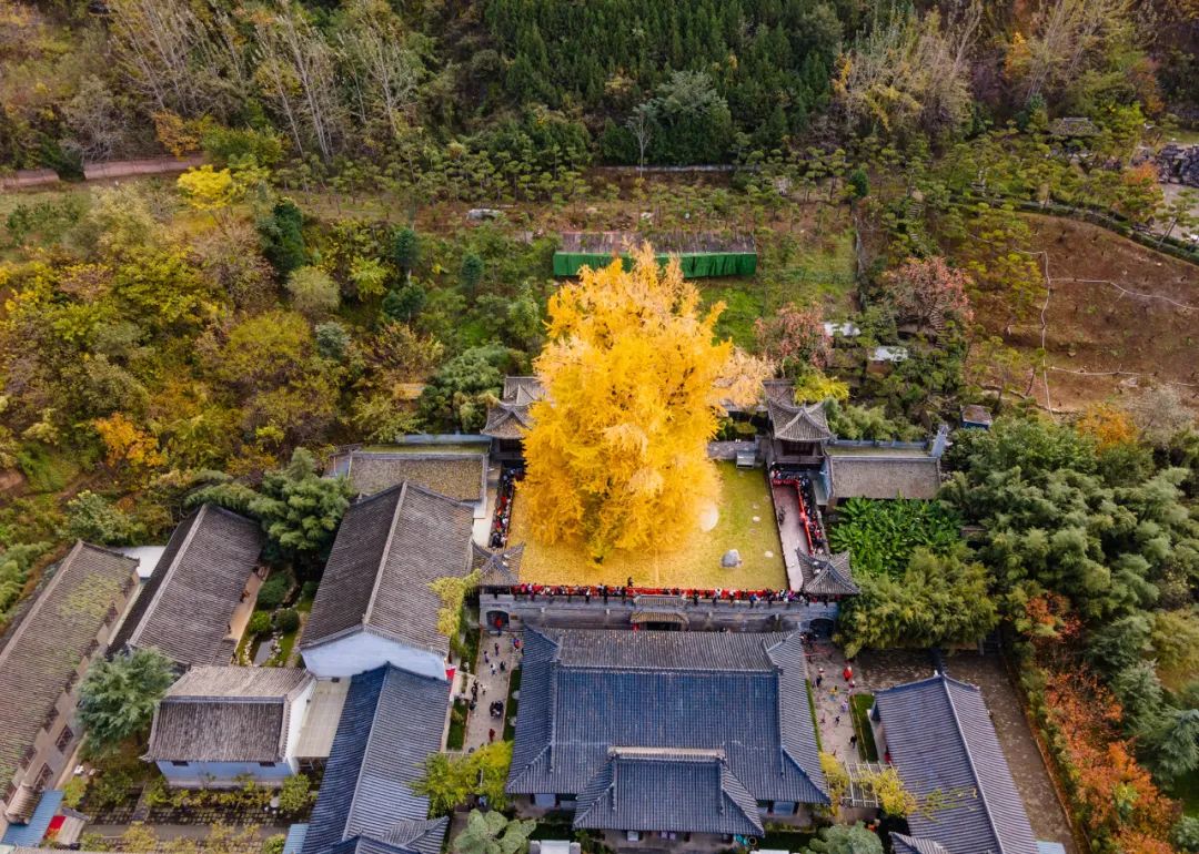 "网红"爆炸树:西安古观音禅寺千年银杏树,相传是唐太宗李世民亲手栽种