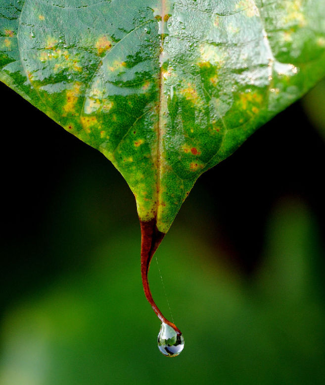 为适应雨林中多雨的气候,许多植物都生长着便于排水的滴水叶尖.