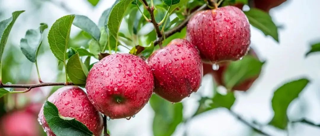 苹果怎么下载软件