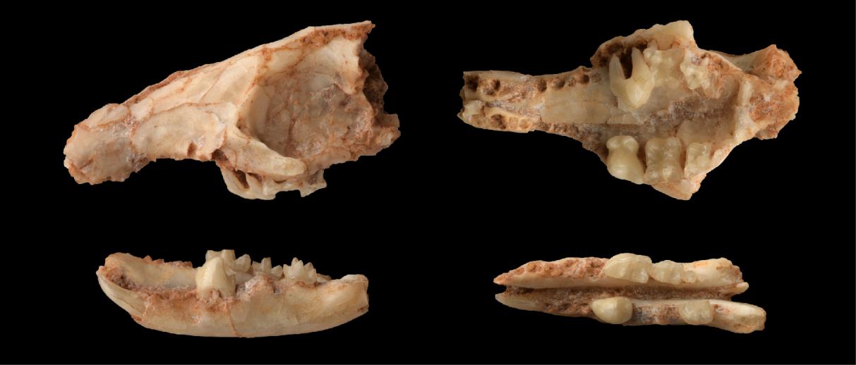 温都苏苏尼特猬模式标本.
