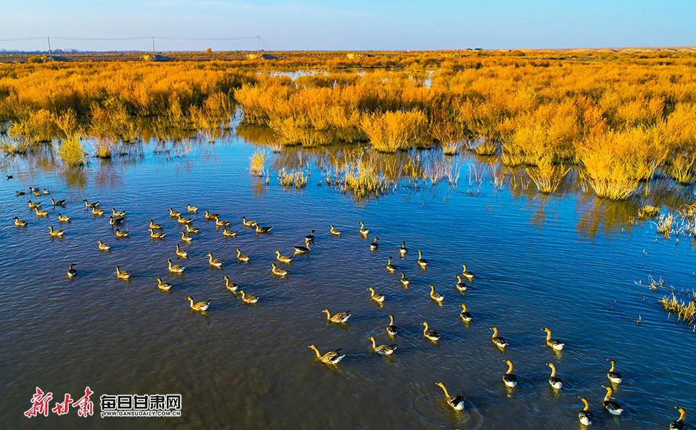 武威市民勤县:红崖山水库变身候鸟越冬"乐园"|武威市_新浪财经_新浪网