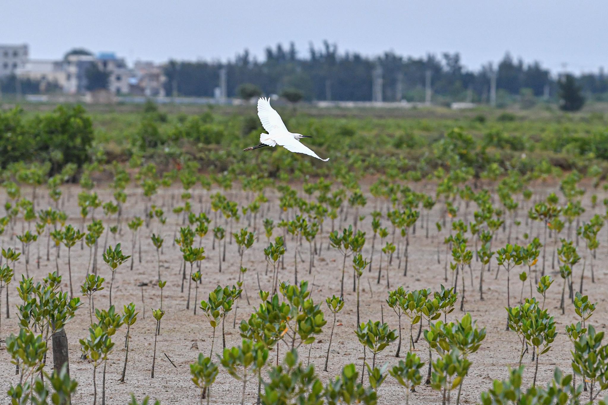 海南儋州:滩涂变绿洲 湿地鹭鸟飞|湿地|海南省|儋州市_新浪新闻