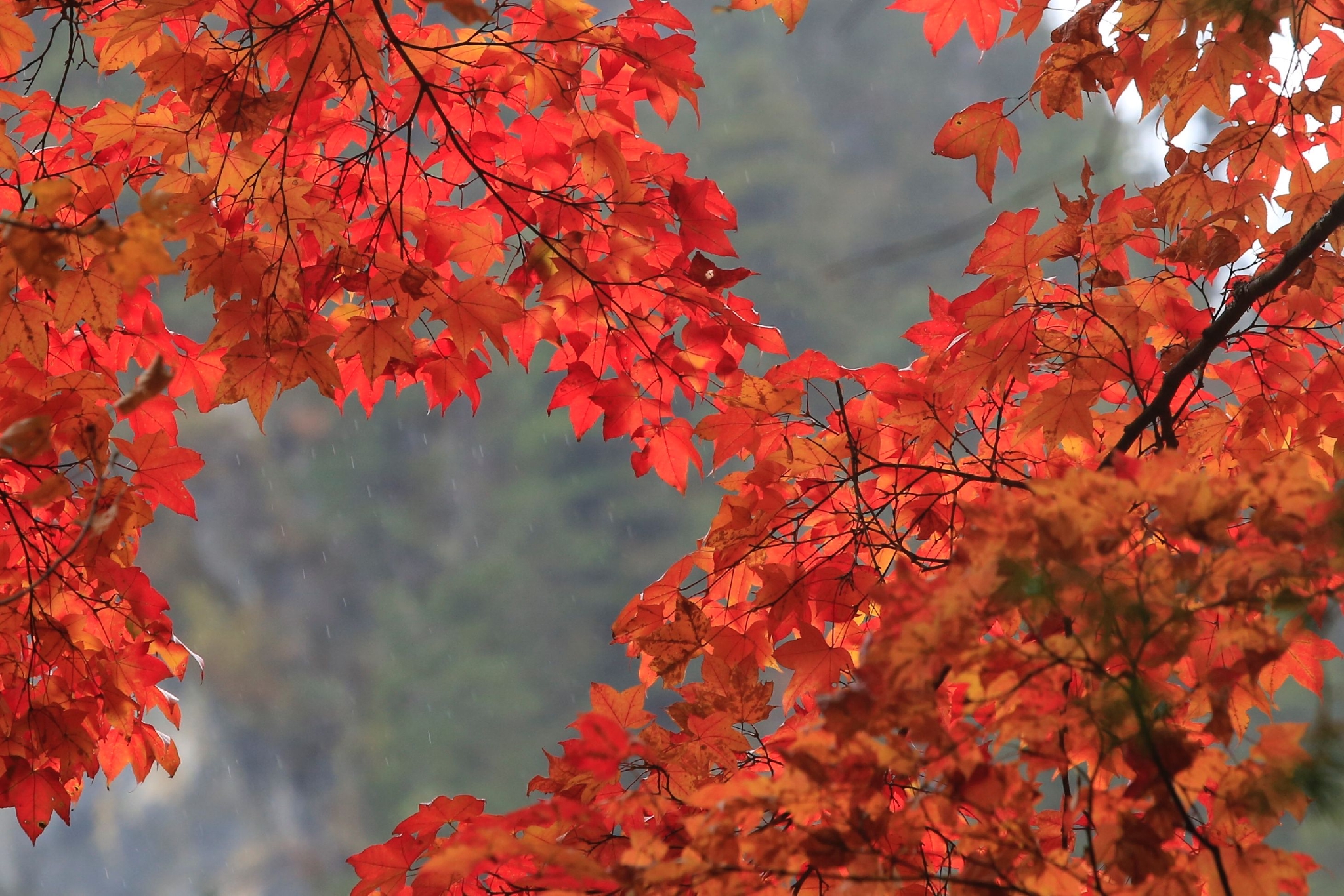 立冬时节哪里能观赏到最后的红叶如何品赏冬季的诗意