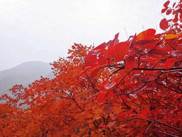 这里是华北最大的黄栌林片区.