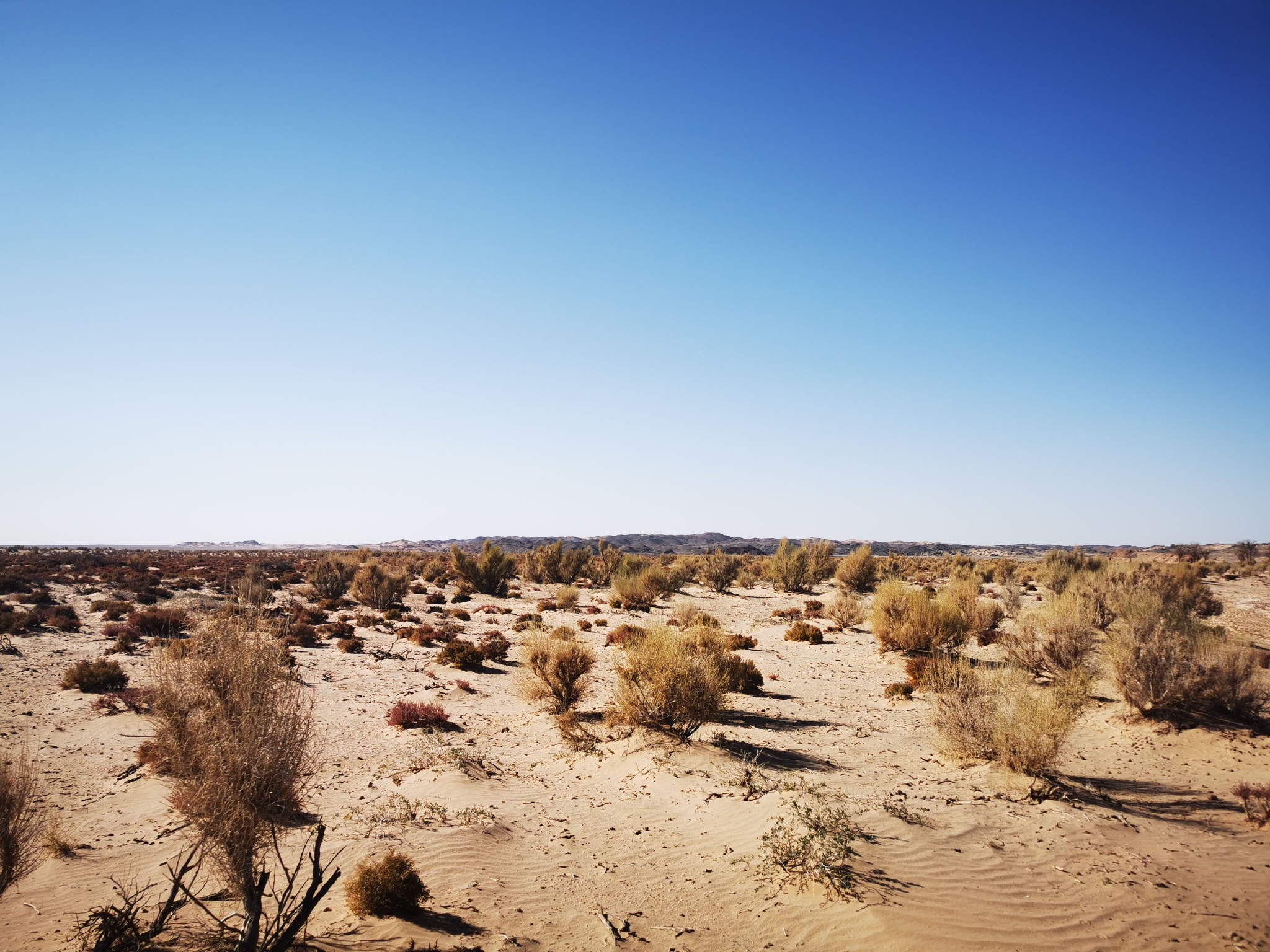 新华社记者李云平 摄目前,乌拉特后旗梭梭接种肉苁