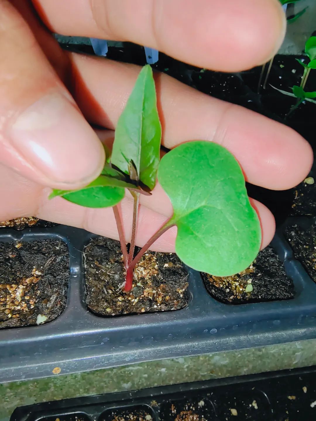 等紫茉莉的幼苗长出4片真叶,就可以直接带土移栽,让它逐渐过渡到阳光