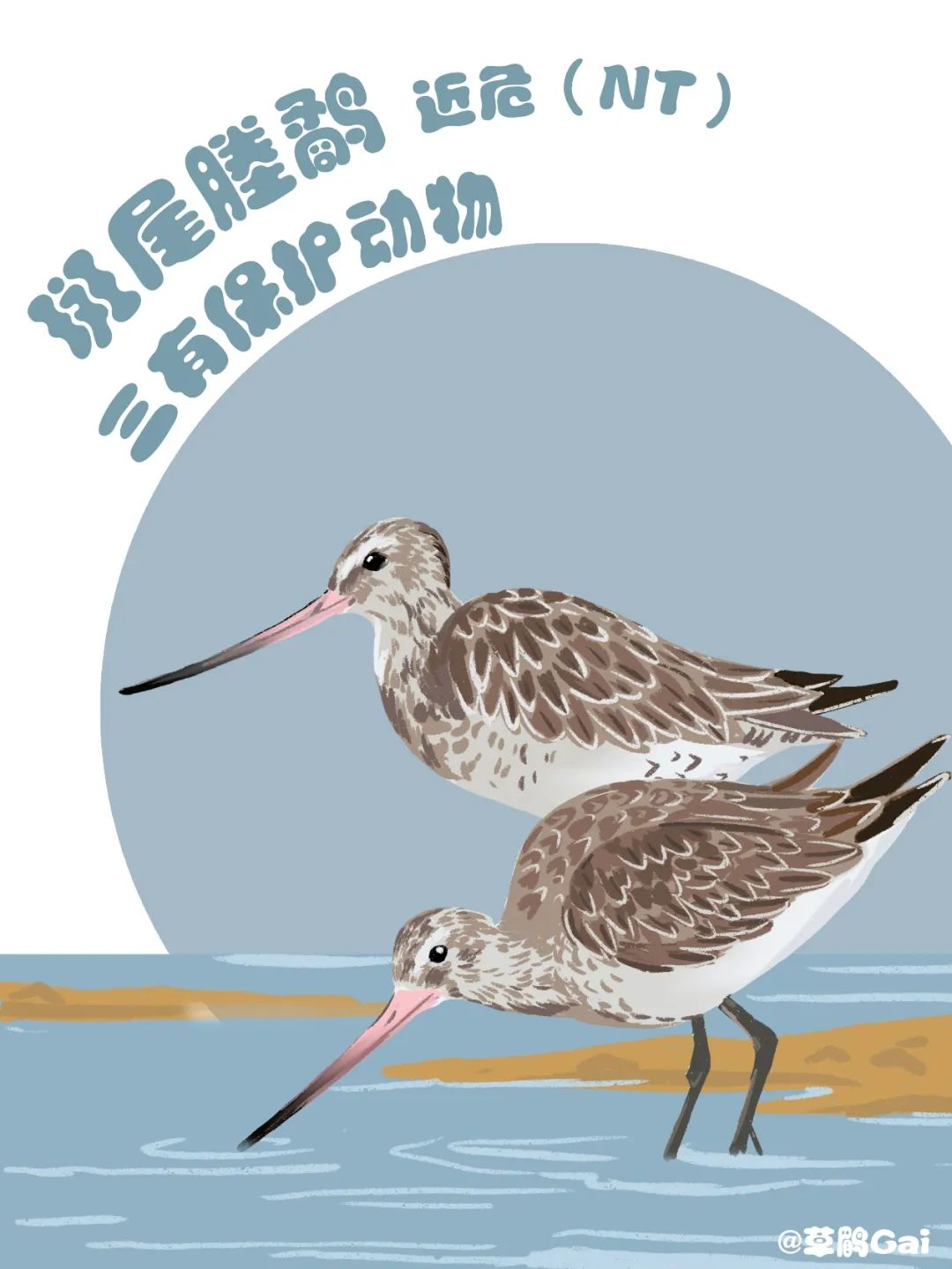 手绘插画|在中国,这10种水鸟正在摆脱濒危__财经头条