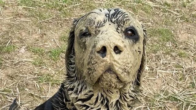 厚脸皮的拉布拉多犬,被评为英国最脏的狗,它可太骄傲了|狗|拉布拉多