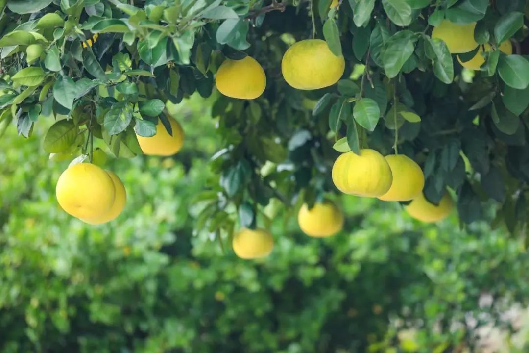梁平柚海,金灿灿的柚子挂满枝头.熊伟 摄