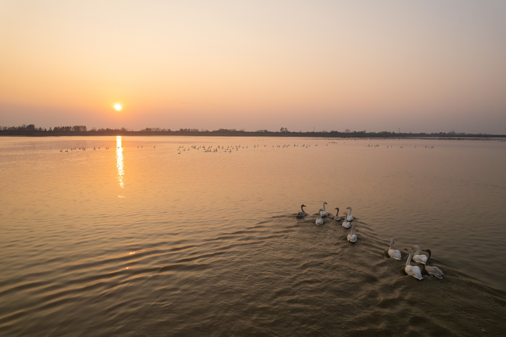 湖南常德:候鸟翔集西洞庭__财经头条