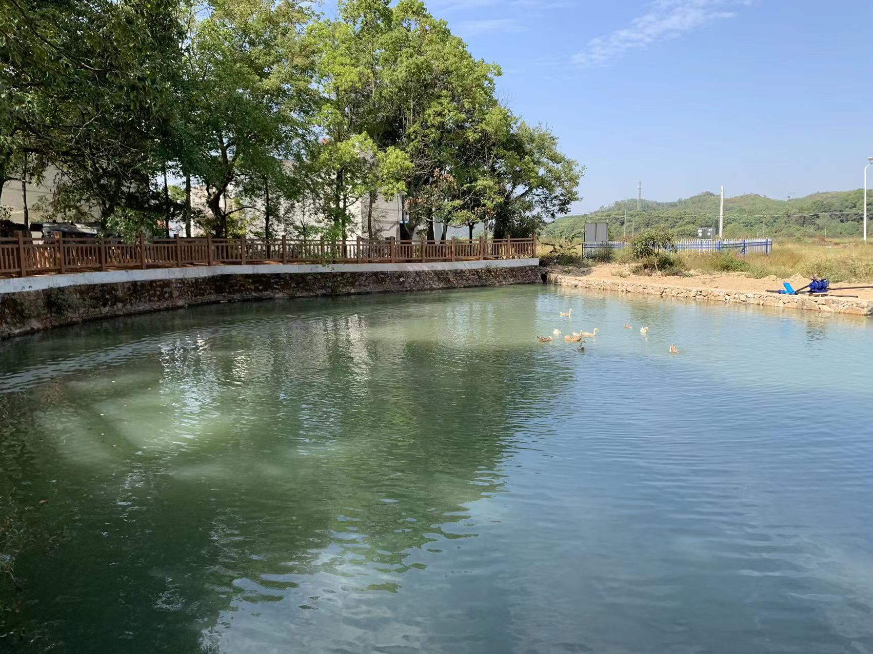 德安县丰林镇:臭水池变成清水塘|清水塘|池塘|水池_新浪新闻