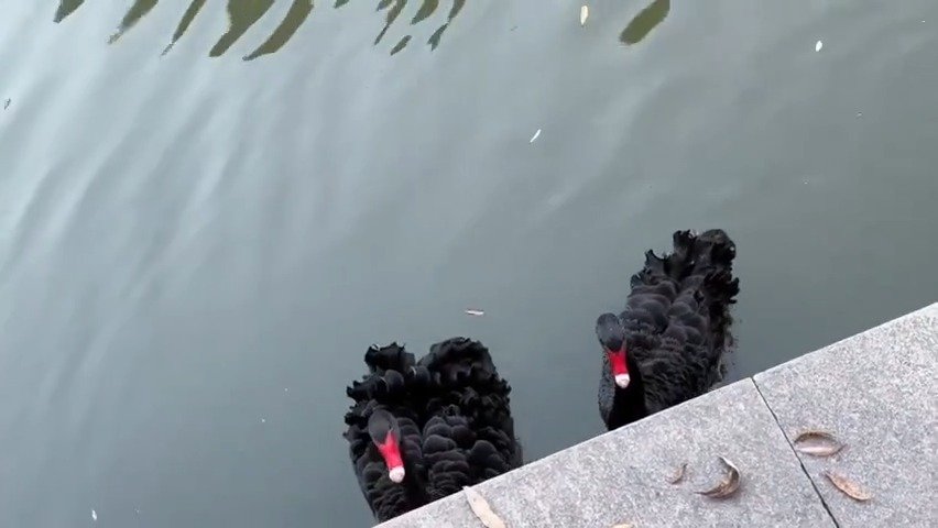 嘬嘬嘬!哈哈哈哈宋亚轩也太可爱了吧!人家这是天鹅不是小鸡呀!_新浪新闻