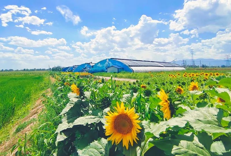 “一分田，一分甜。” 这就是桃李春风的田园生活！休闲区蓝鸢梦想 - Www.slyday.coM