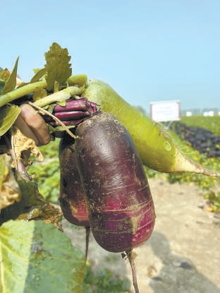 核桃纹白菜,心里美萝卜等回归,北京老口味蔬菜带您重温"儿时味道"