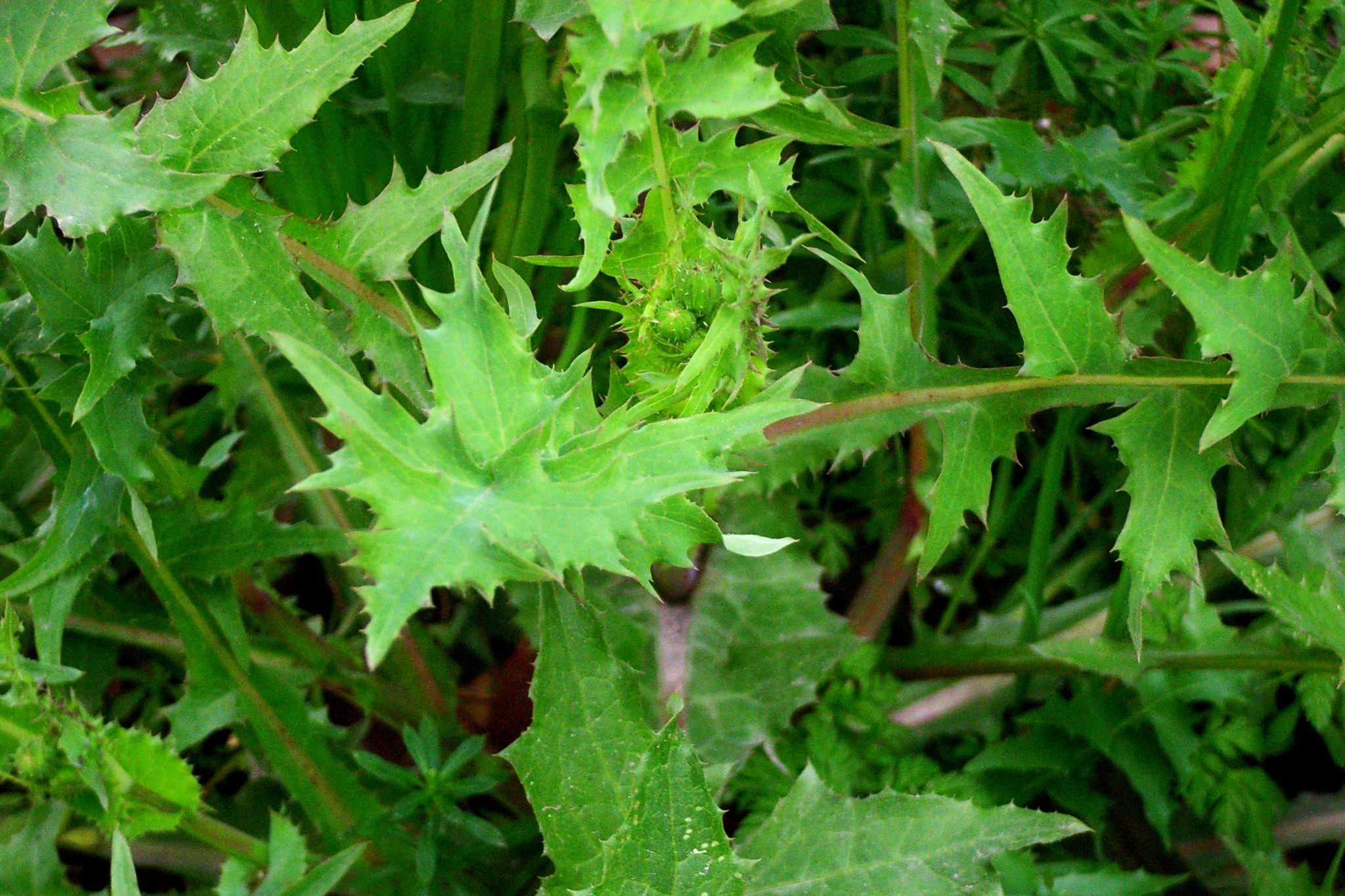 这种野菜的名字叫做苦苣菜,在农村又管它叫小鹅菜或者苦菜,因为它的