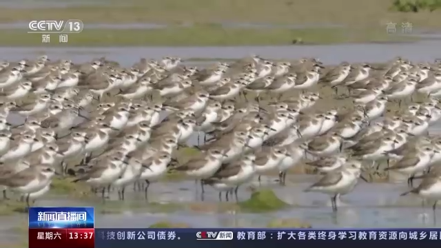 迁徙季迎来大批候鸟 我国珍稀濒危鸟类增多|湿地|儋州市|开封市_新浪新闻