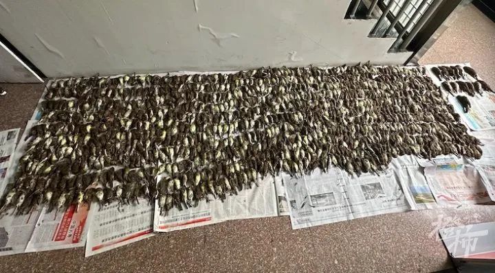 触目惊心！男子捕鸟近千只，用来涮火锅休闲区蓝鸢梦想 - Www.slyday.coM