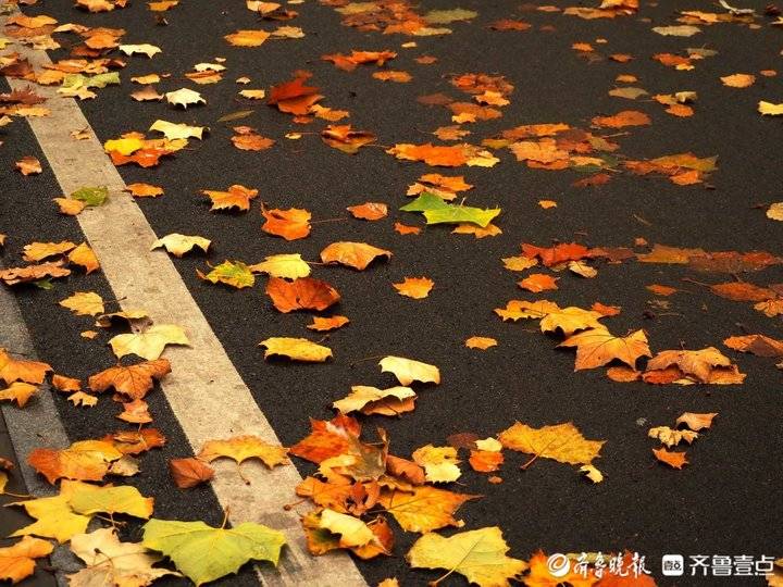 深秋初冬寒风起,济南落叶纷纷满地金|济南市|大风_新浪新闻