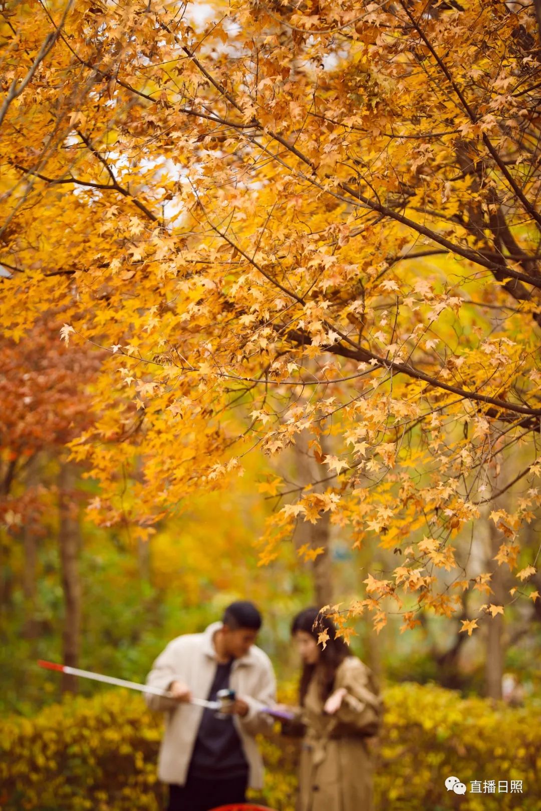 初冬的美好秋色