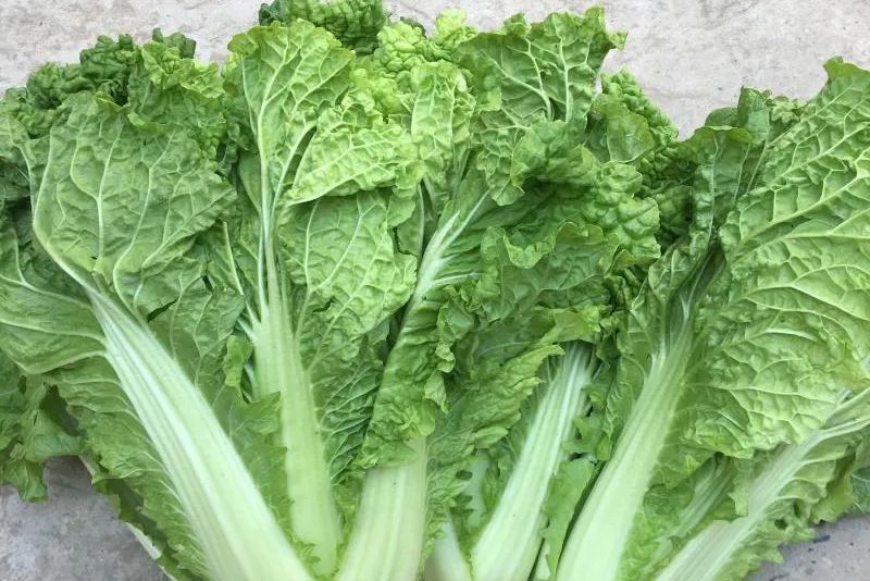 3 花心大白菜散叶变种"一生不羁放纵爱自由",到死不结球;半结球变种