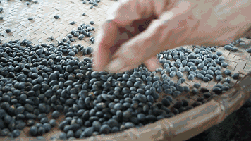 没有科技与狠活！看着不起眼的黑豆，原来藏着这么大的学问！休闲区蓝鸢梦想 - Www.slyday.coM