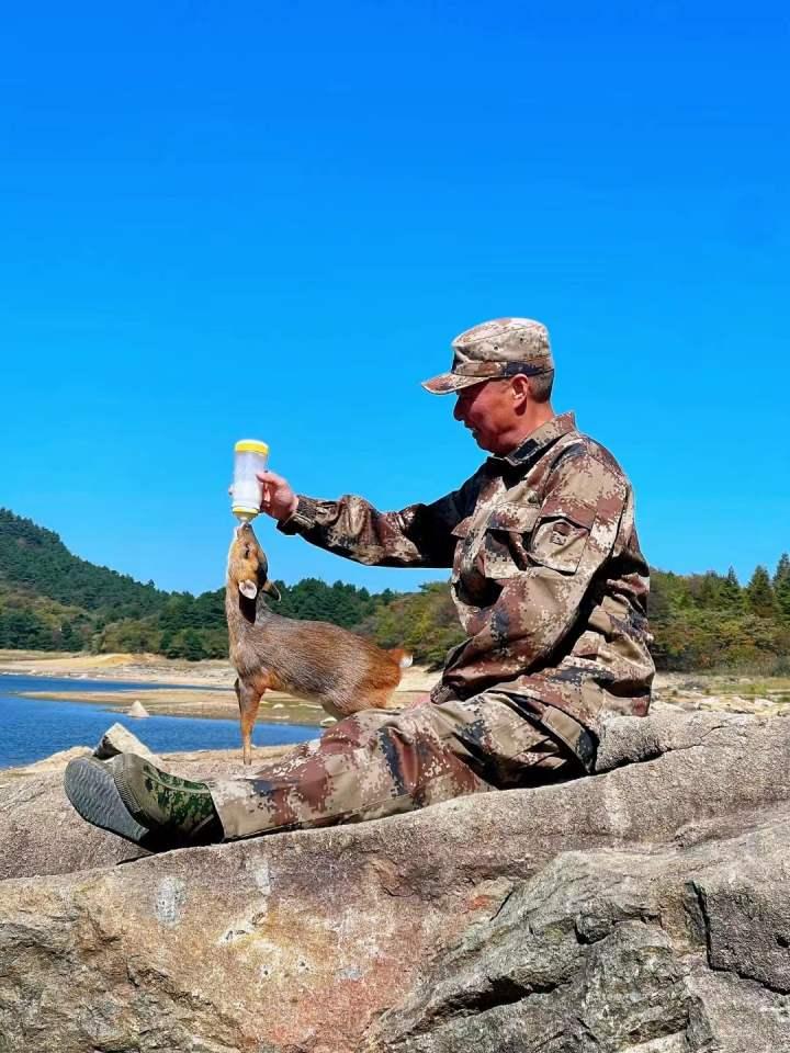 相伴82天,杭州这里有一场小别离,被救护的网红黄麂“嘬嘬”回归大自然|网红|杭州市|小别离_新浪新闻