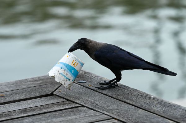 图片说明 2022年11月1日，新加坡，一只乌鸦在市区的新加坡河边衔起纸杯垃圾。（视觉中国）
