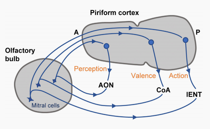 PPC竞价排名和SEO优化的区别 SEO和百度竞价哪个更值得做