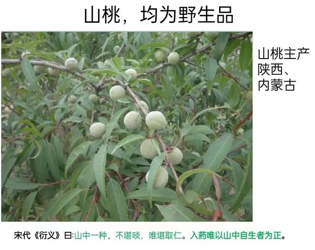 「厨房里的中药材」桃（桃仁）