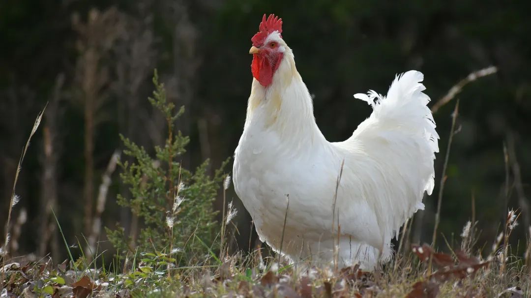 白羽鸡|鸡肉|app_新浪新闻