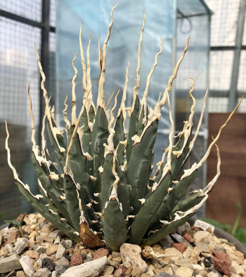 苗子都要一百块,生长缓慢,价格就贵|龙舌兰|苗子|价格_新浪新闻