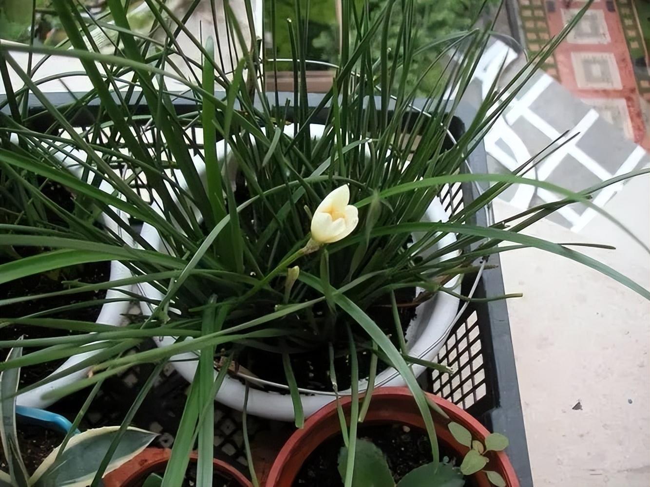 风雨兰的养护小技巧,花不停,繁殖快,越养越多,省心好养长爆盆|百合花|风雨兰|种球_新浪新闻