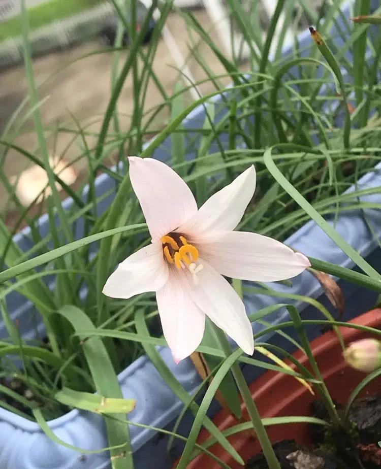 风雨兰的养护小技巧,花不停,繁殖快,越养越多,省心好养长爆盆|百合花|风雨兰|种球_新浪新闻