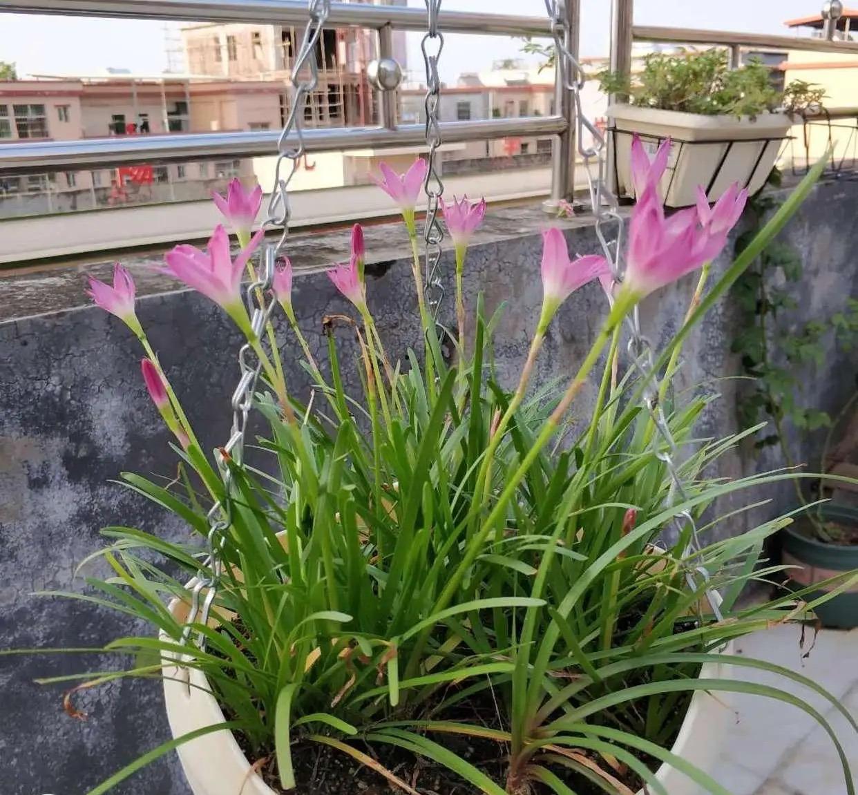 风雨兰的养护小技巧,花不停,繁殖快,越养越多,省心好养长爆盆|百合花|风雨兰|种球_新浪新闻