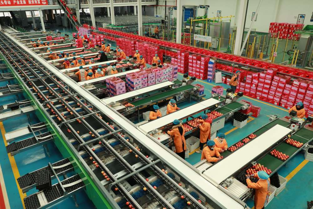 着力培育苹果产业初加工基地,提高苹