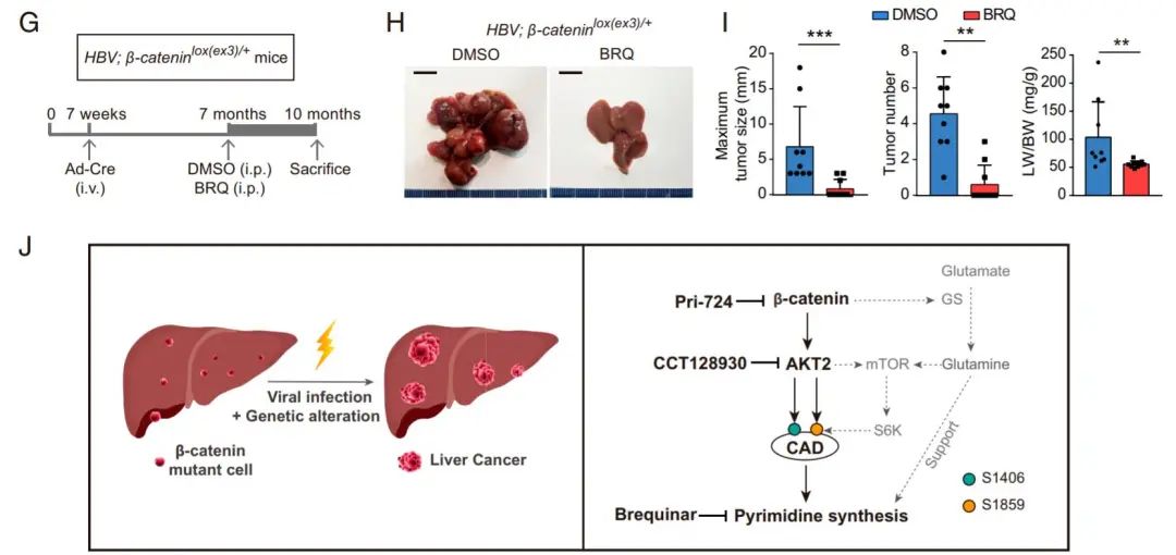 国内联合团队阐明肝母细胞瘤发病机制及治疗新靶点|肿瘤|基因_新浪新闻