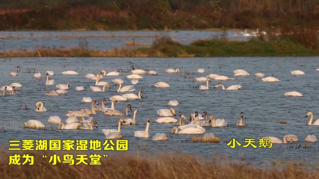 石首三菱湖国家湿地公园位于石首市桃花山镇东北部……|荆州市_新浪新闻
