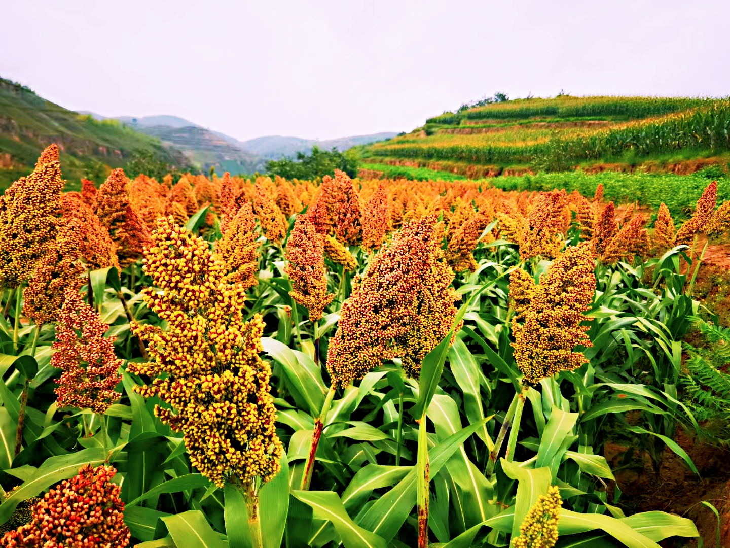 图为陕西省清涧县店则沟镇陈刘家山村已经成熟的高粱.