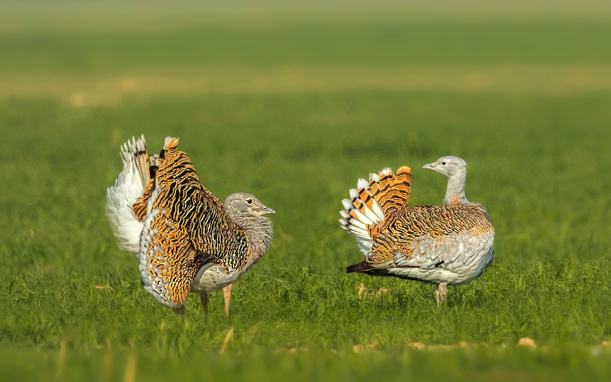 国家一级保护动物大鸨.图/ic photo