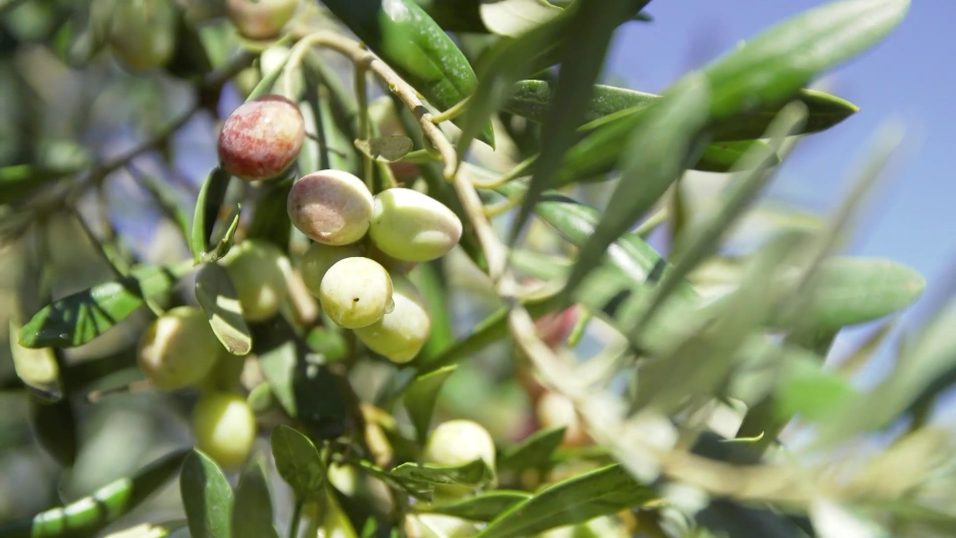 气候土壤条件与地中海沿岸相似,是我国最大的油橄榄种植基地