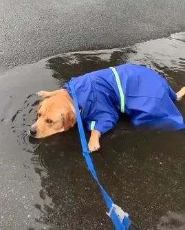 给狗狗穿雨衣散步,铲屎官傻眼了:还不如不穿! 给狗狗穿雨衣散步,铲屎官傻眼了:还不如不穿!
