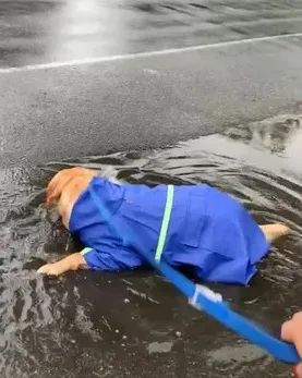 给狗狗穿雨衣散步,铲屎官傻眼了:还不如不穿! 给狗狗穿雨衣散步,铲屎官傻眼了:还不如不穿!