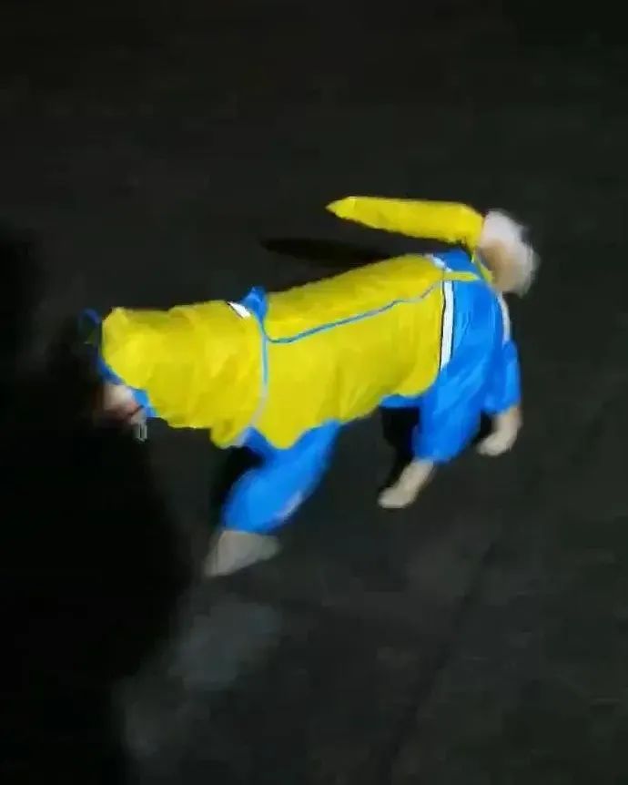 给狗狗穿雨衣散步,铲屎官傻眼了:还不如不穿! 给狗狗穿雨衣散步,铲屎官傻眼了:还不如不穿!