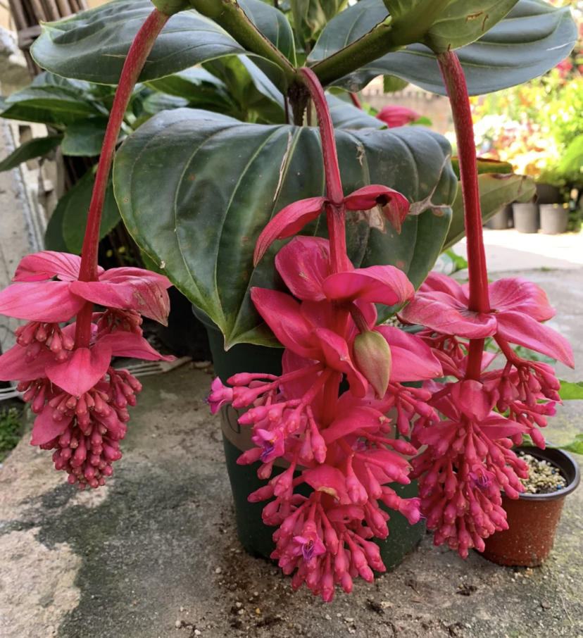 1花60块,1棵下来200块,能不买最好!|宝莲灯|植物|花瓣_新浪新闻