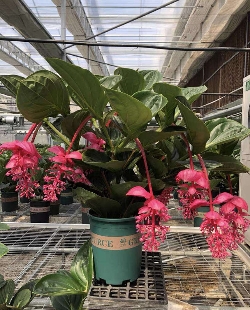 宝莲灯花值不值得买?1花60块,1棵下来200块,能不买最好!