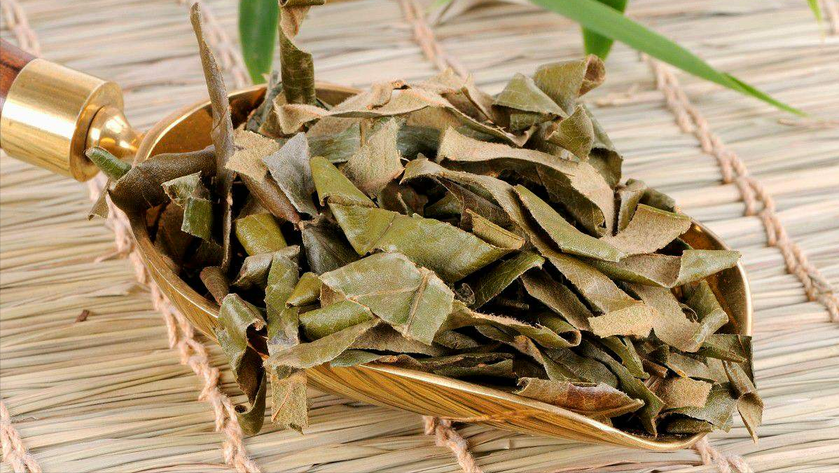 农村常见的枇杷叶煮水,价值可好了,尤其冬季特实用,涨知识了|枇杷叶