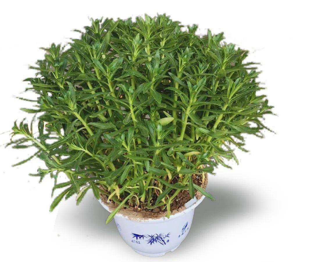 农村这种野草,又名金不换,养心菜,费菜,高钙菜,有4大妙用__财经头条