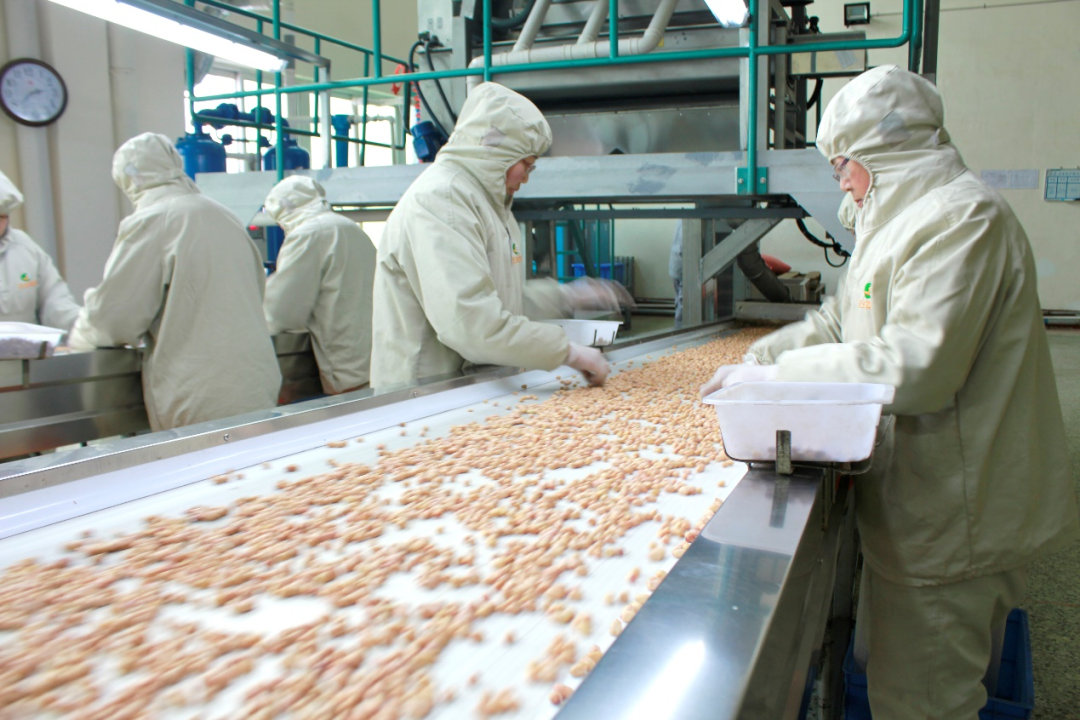 辽宁正业花生产业发展有限公司工人在生产线上作业