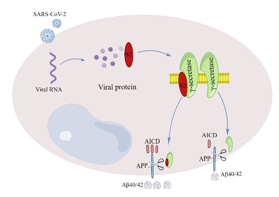 新冠病毒的作用机制促进β淀粉样蛋白产生，加剧神经病变。昆明动物研究所供图